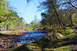 Woodland walk by the Applecross river